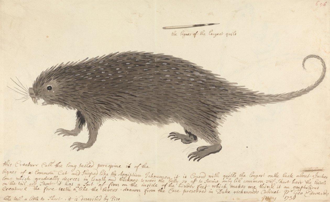 O Porcupino de cauda longa de George Edwards