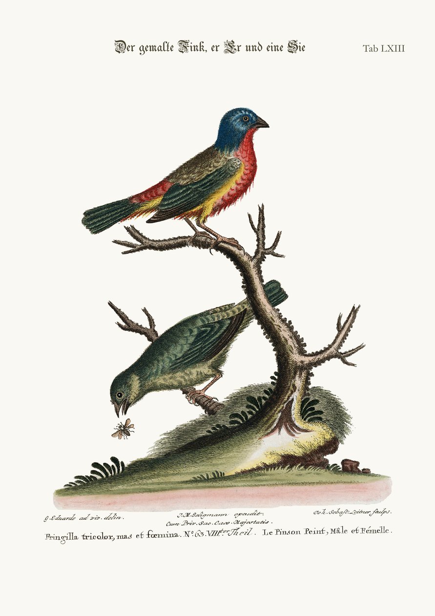 O Pintassilgo Pintado, Galinha e Galinha, 1749-73 de George Edwards