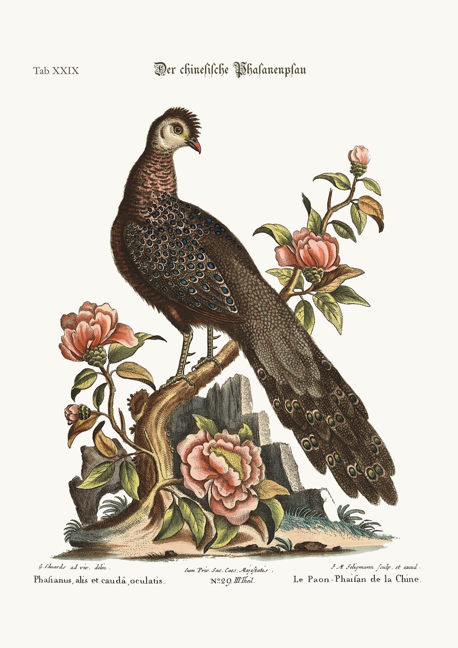 O pavão faisão da China, 1749-73 de George Edwards
