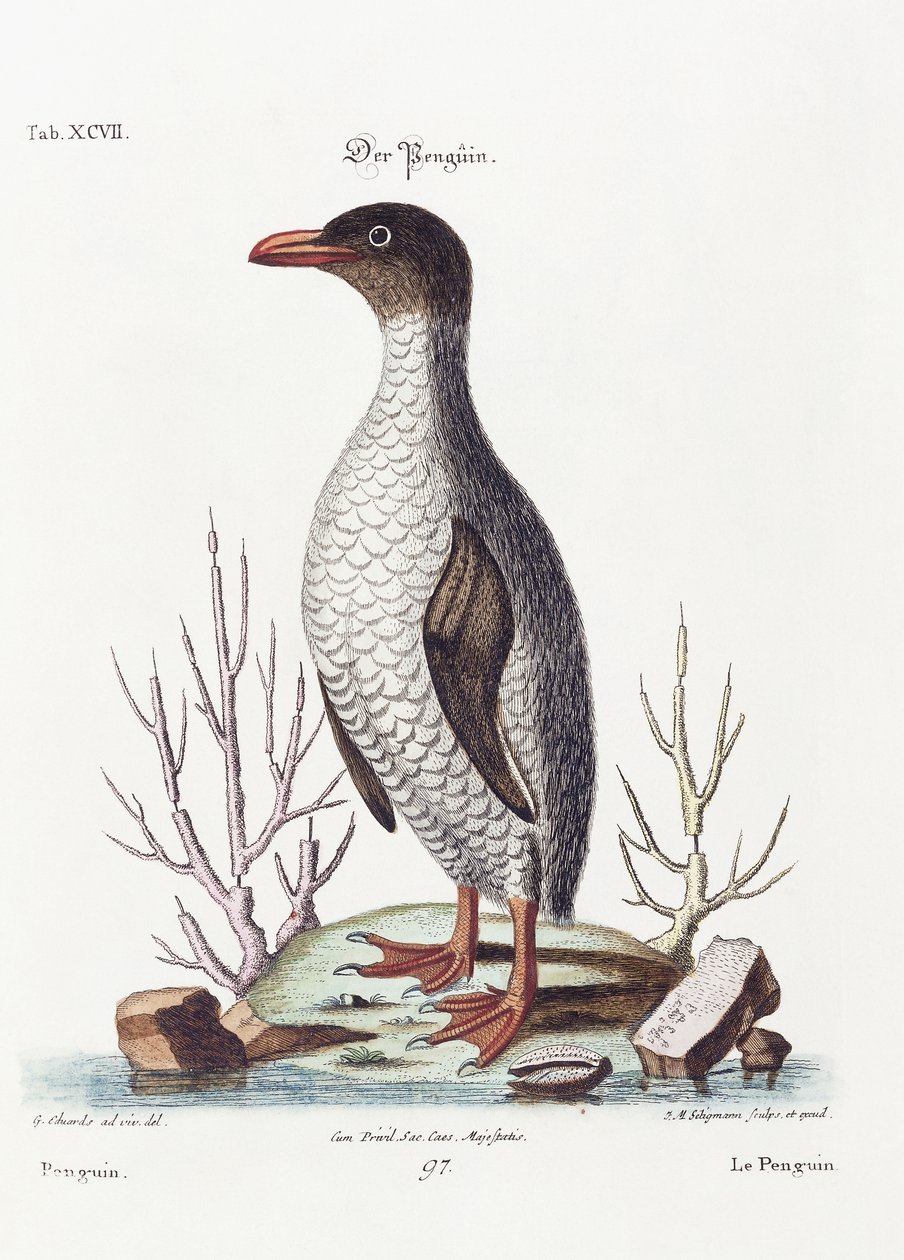 O pinguim, 1770 de George Edwards