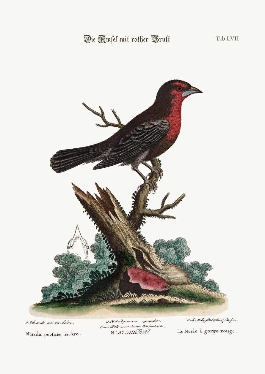 O Pássaro-preto-de-peito-vermelho, 1749-73 de George Edwards