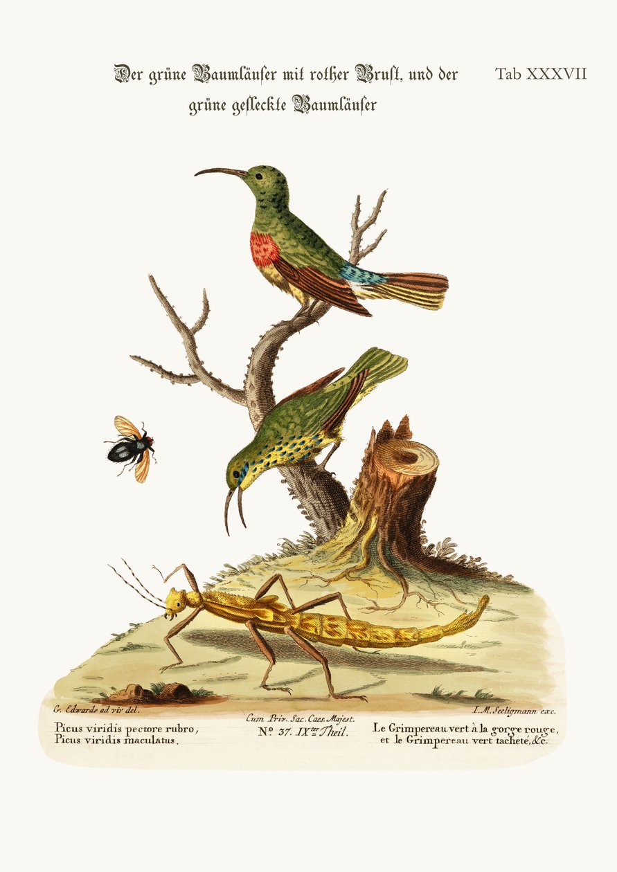 A trepadeira verde-de-peito-vermelho e a trepadeira verde-pintada, 1749-73 de George Edwards