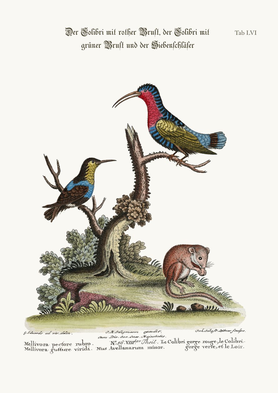 O beija-flor-de-peito-vermelho, o beija-flor-de-garganta-verde e o formigueiro, de 1749 a 1773 de George Edwards