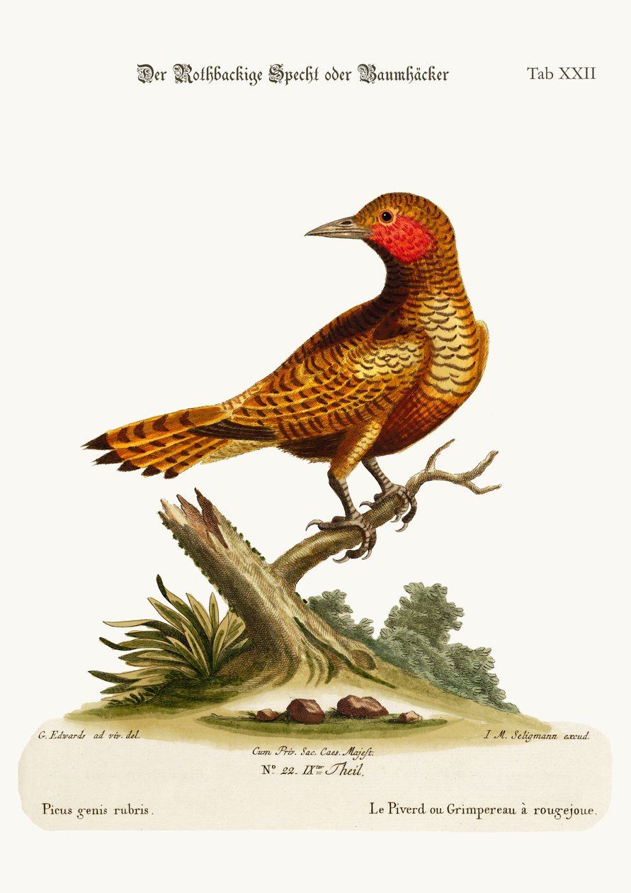 O pica-pau de bochechas vermelhas, 1749-73 de George Edwards