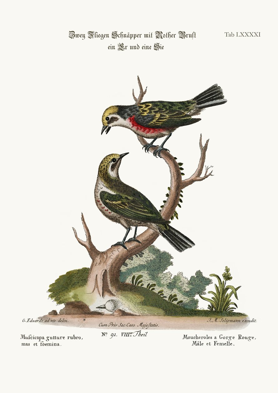 Os Flycatchers de garganta vermelha, galo e galinha, 1749-73 de George Edwards
