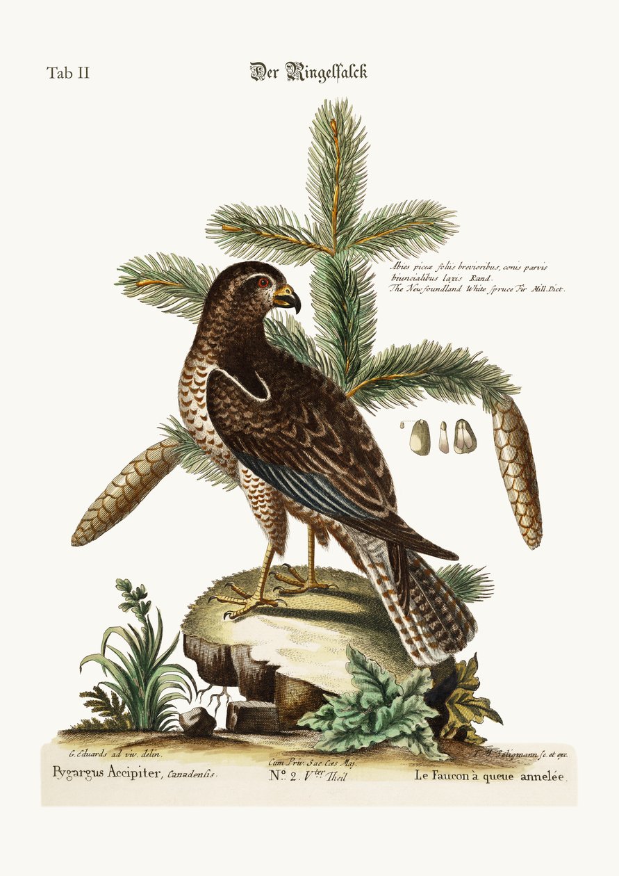 O Falcão Anel-atado, 1749-73 de George Edwards