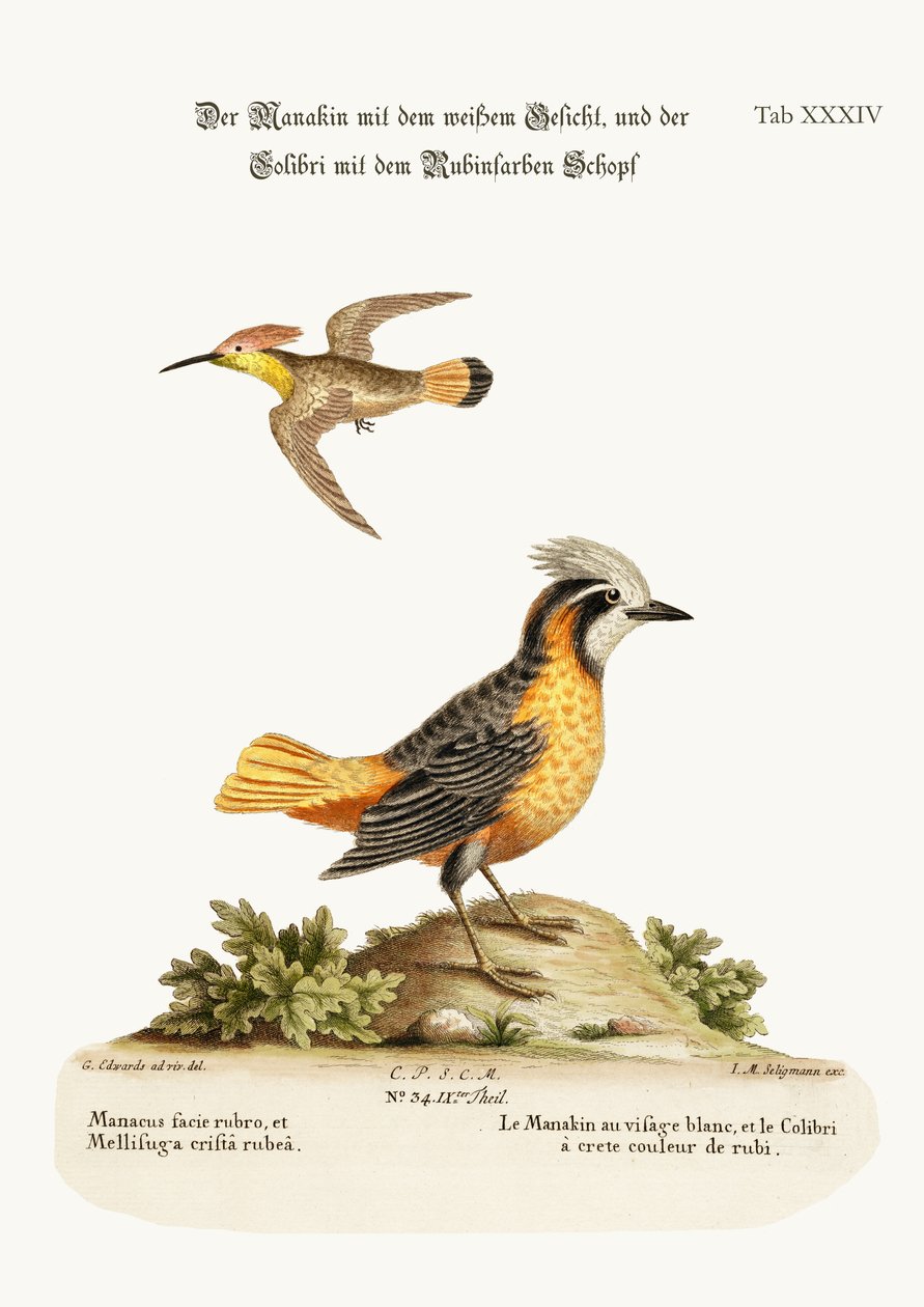 O manakin de cara branca e o beija-flor de crista rubi, 1749-73 de George Edwards