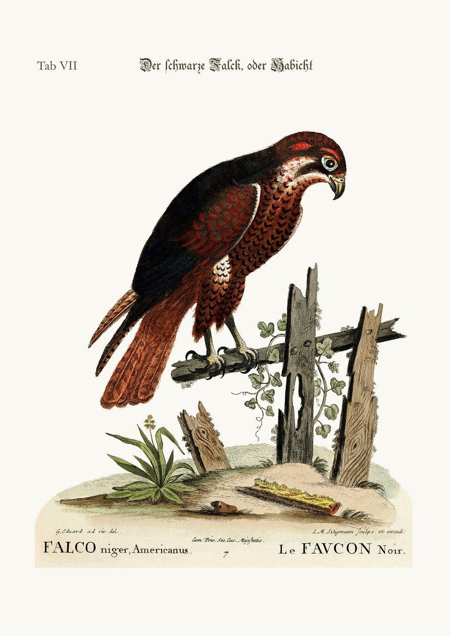 O Falcão Negro ou Falcão, 1749-73 de George Edwards