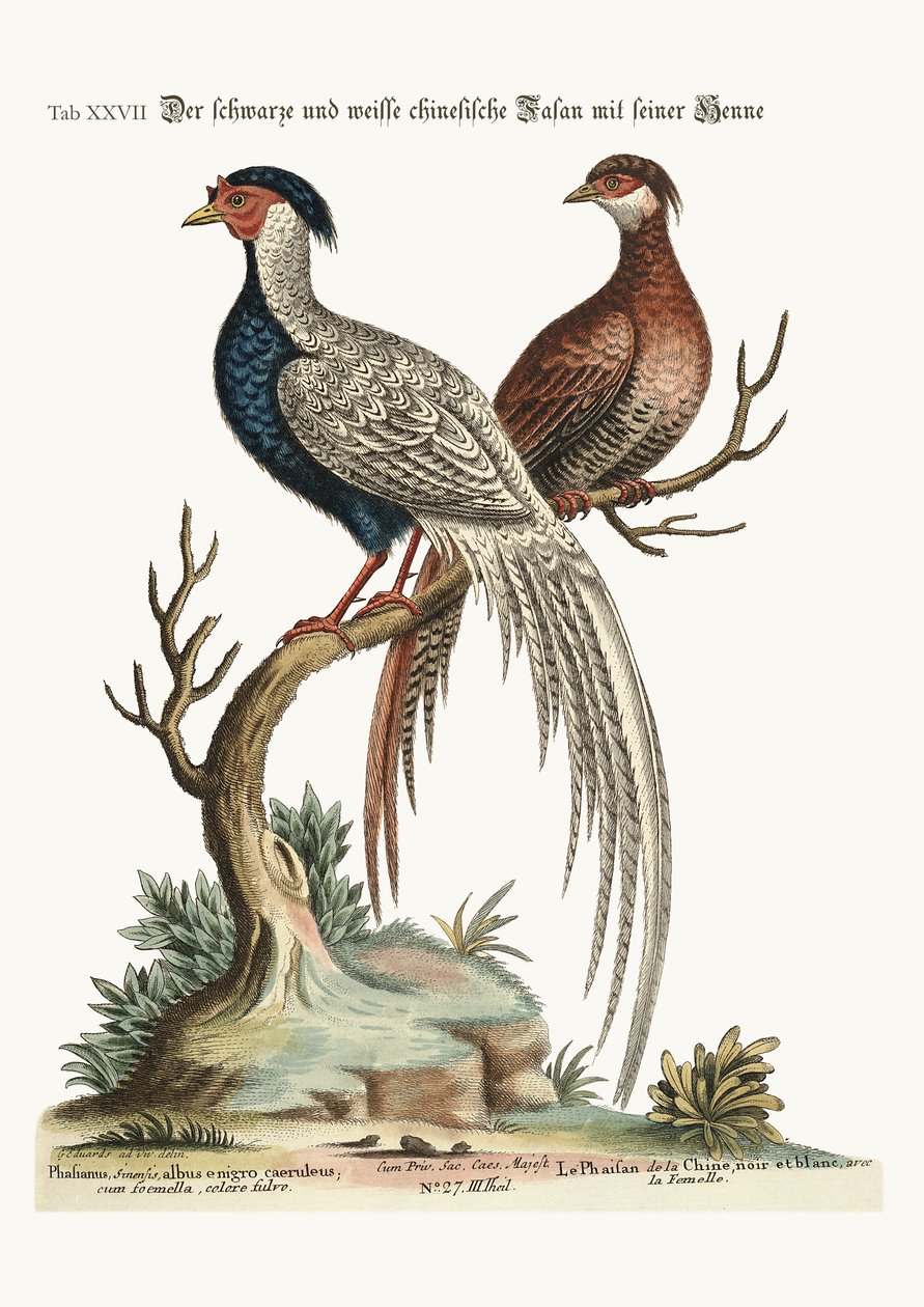 O faisão de galo chinês preto e branco com sua galinha, 1749-73 de George Edwards