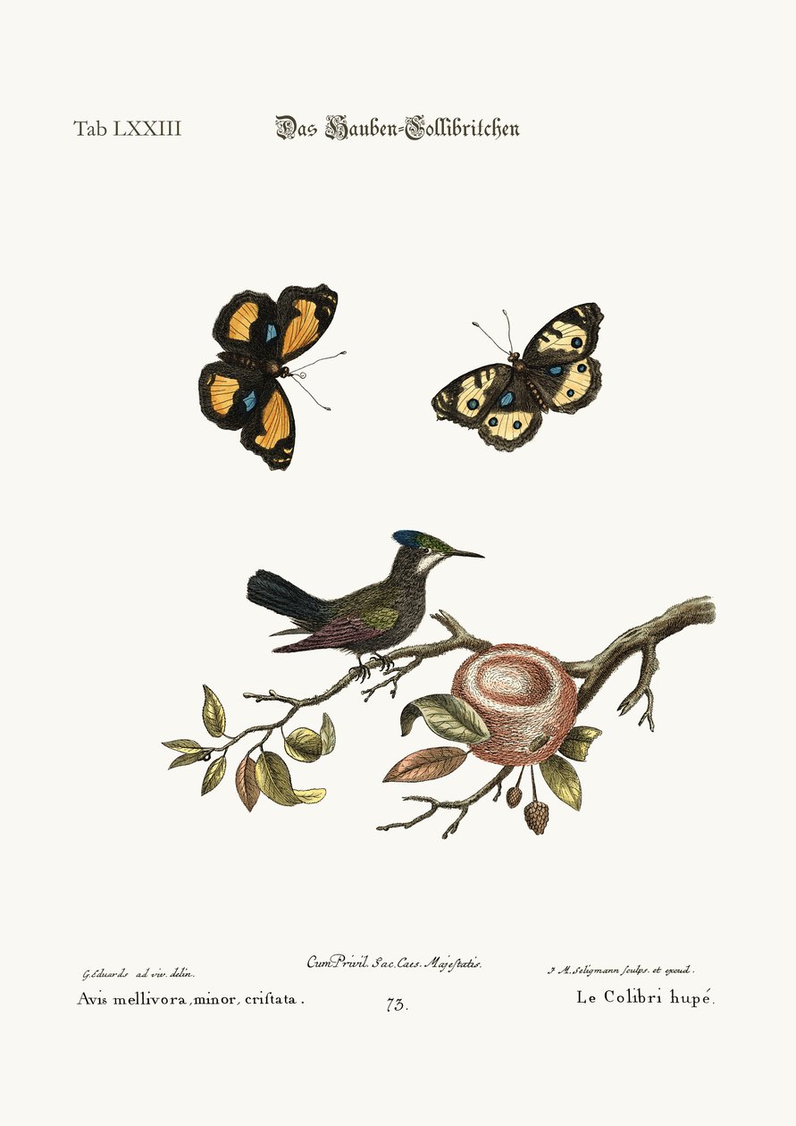 O beija-flor de crista, 1749-73 de George Edwards