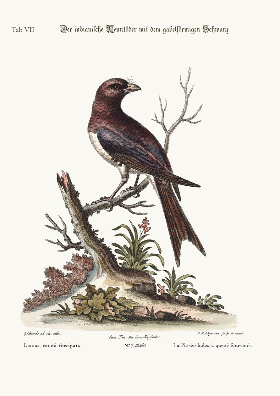 O garfo-tailed Indian Butcher-Bird, 1749-73 de George Edwards