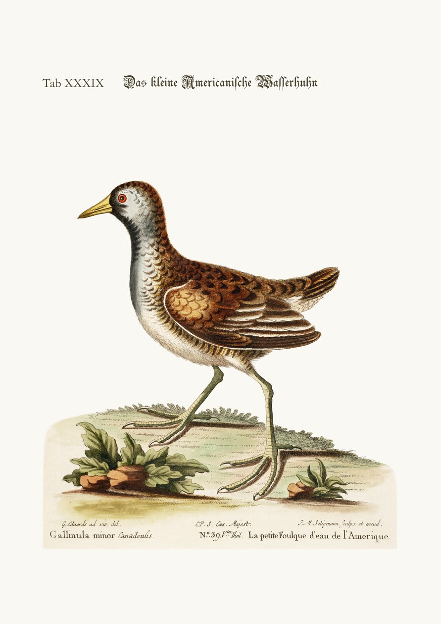 A pequena galinha americana da água, 1749-73 de George Edwards