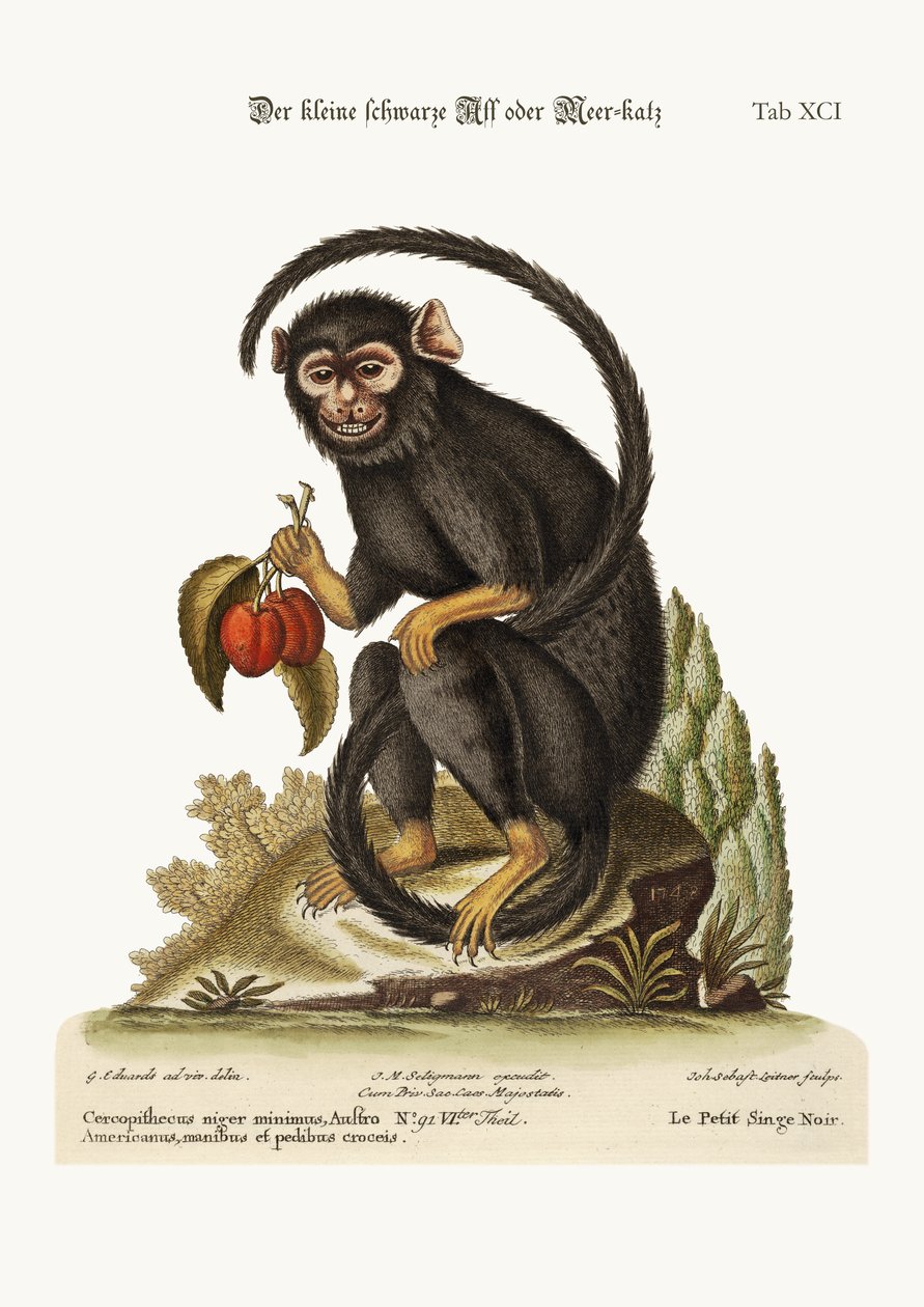 O pequeno Macaco Negro, 1749-73 de George Edwards