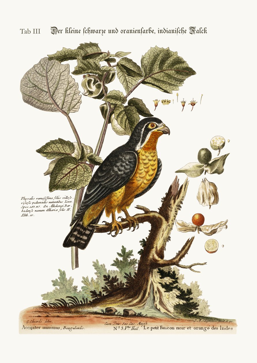 O pequeno Falcão Indiano de cor Preta e Laranja, 1749-73 de George Edwards