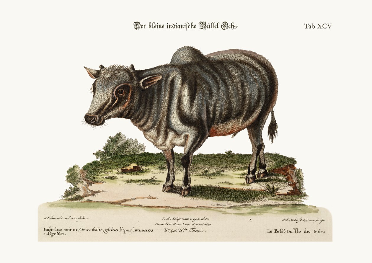 O pequeno búfalo indiano, 1749-73 de George Edwards