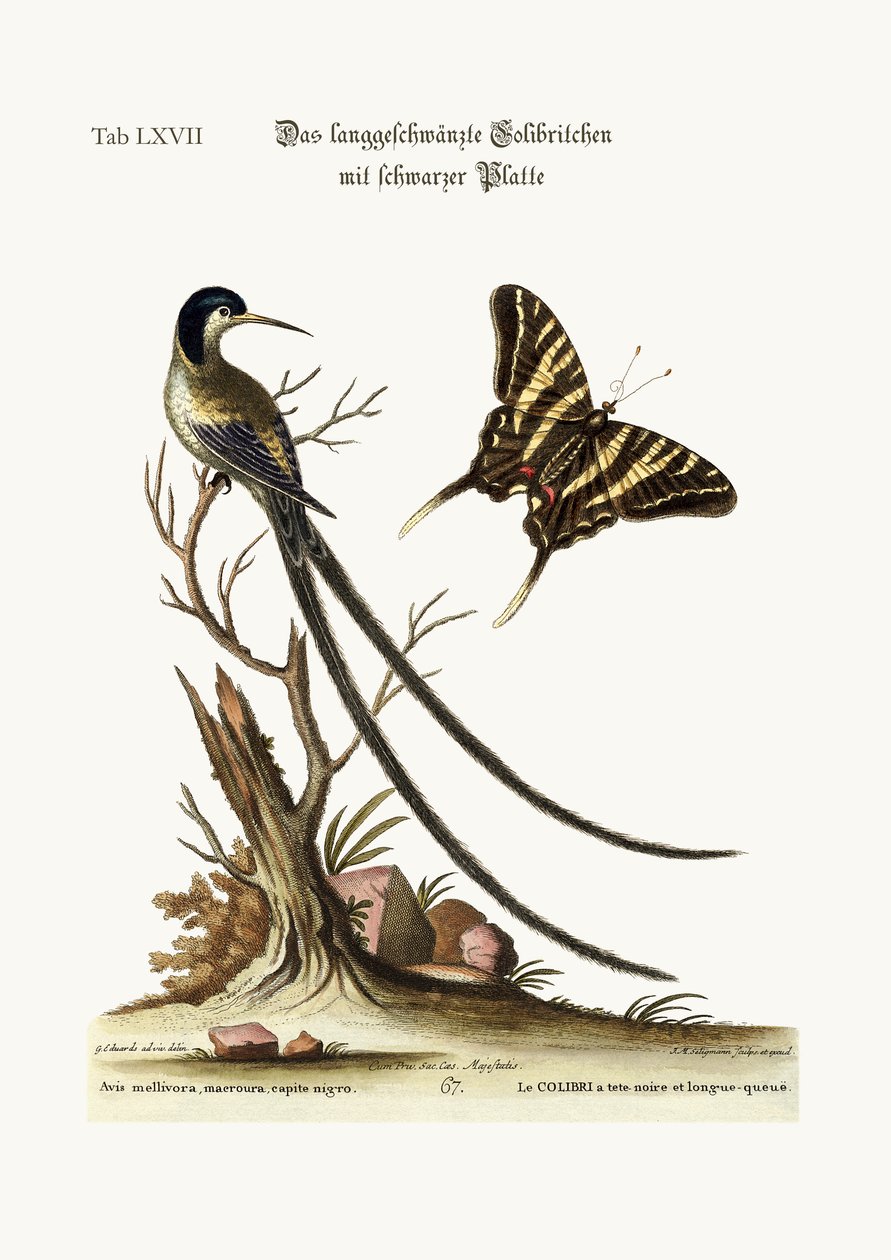 O beija-flor-de-cauda-preta, 1749-73 de George Edwards