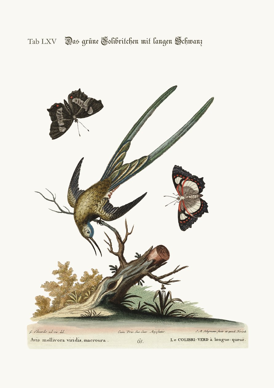 O beija-flor verde de cauda longa, 1749-73 de George Edwards