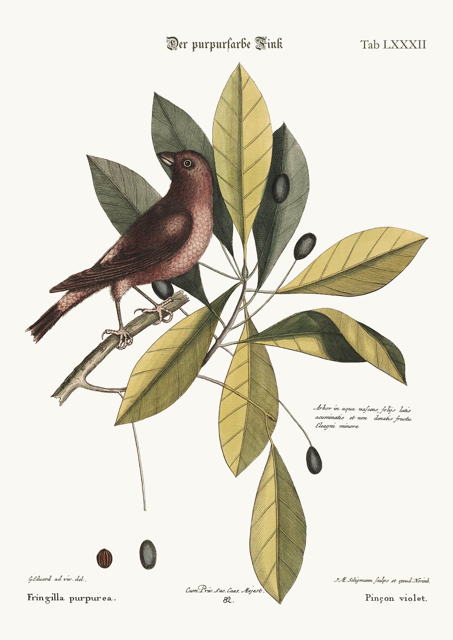 O passarinho roxo, 1749-73 de George Edwards