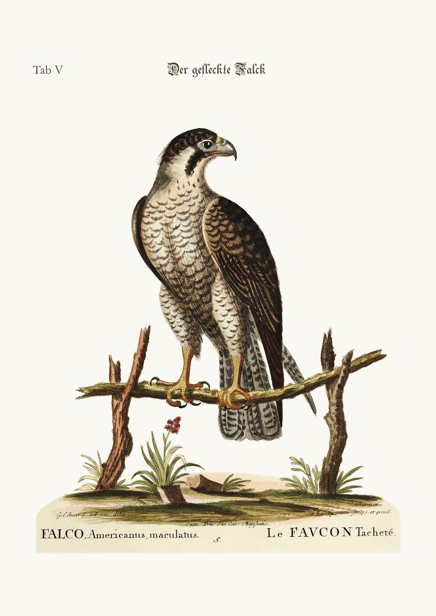 O falcão ou falcão manchado, 1749-73 de George Edwards