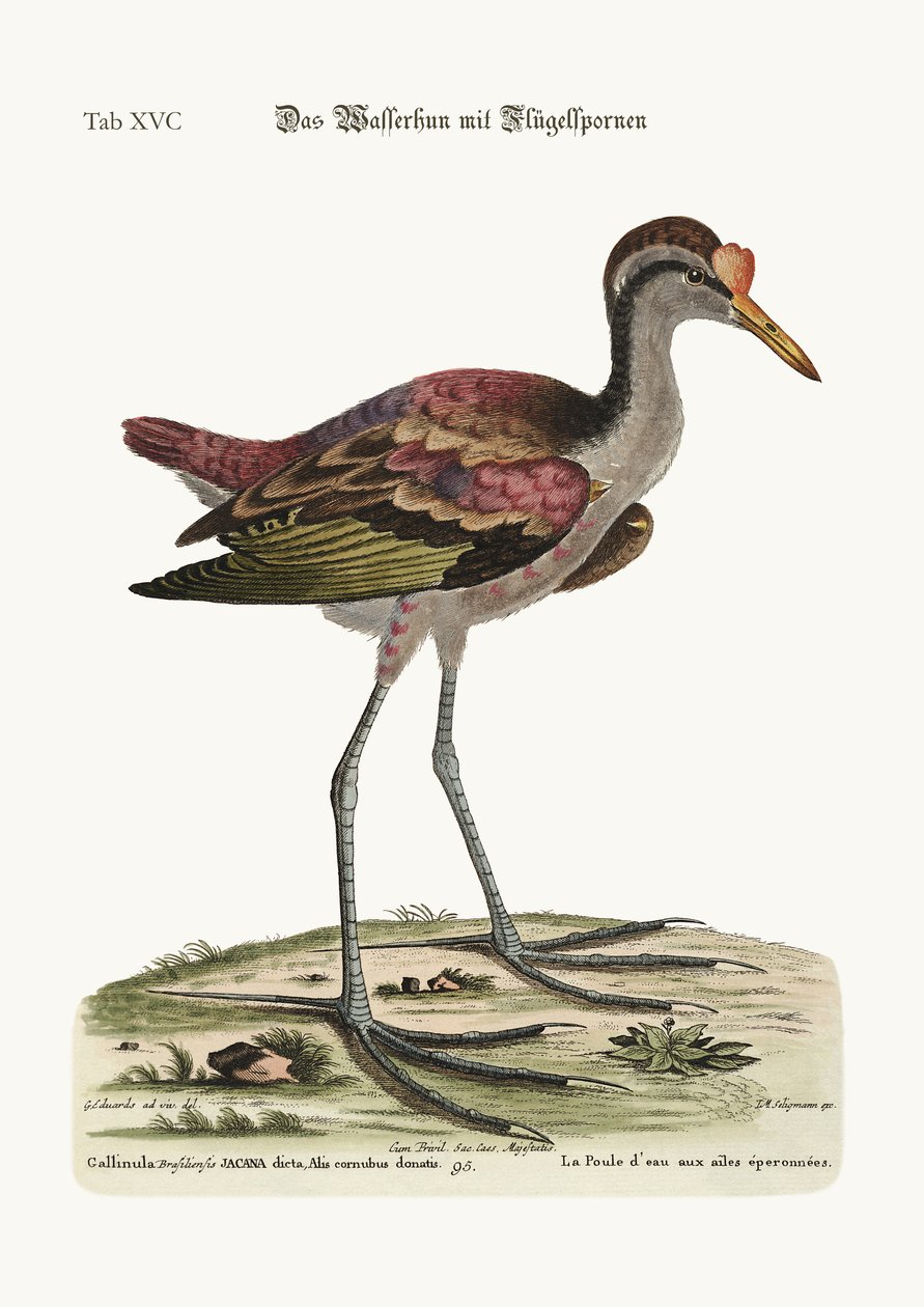 A Galinha da Água, 1749-73 de George Edwards