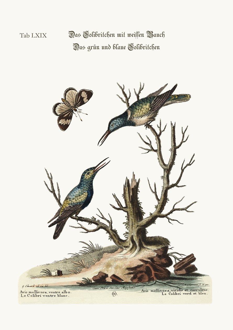 O beija-flor de barriga branca. O colibri verde e azul, 1749-73 de George Edwards