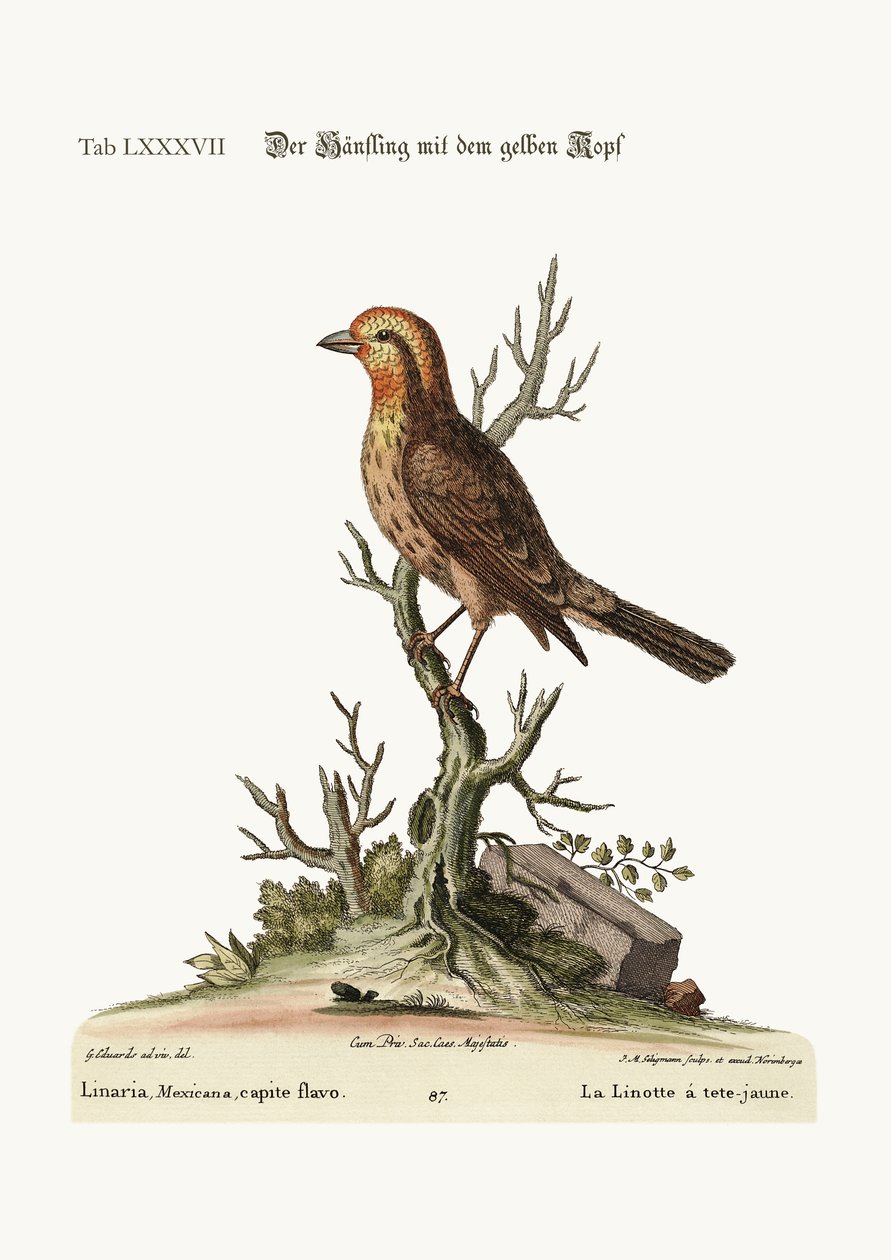 O Linnet de cabeça amarela, 1749-73 de George Edwards