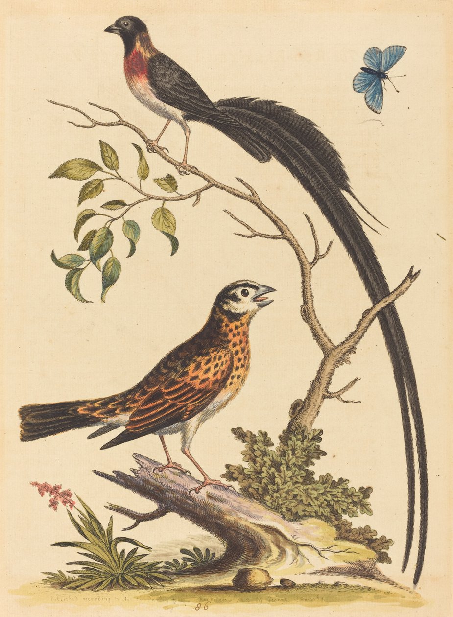 Dois pássaros, um com penas de cauda muito longas e borboleta azul, publicado em 1745. de George Edwards