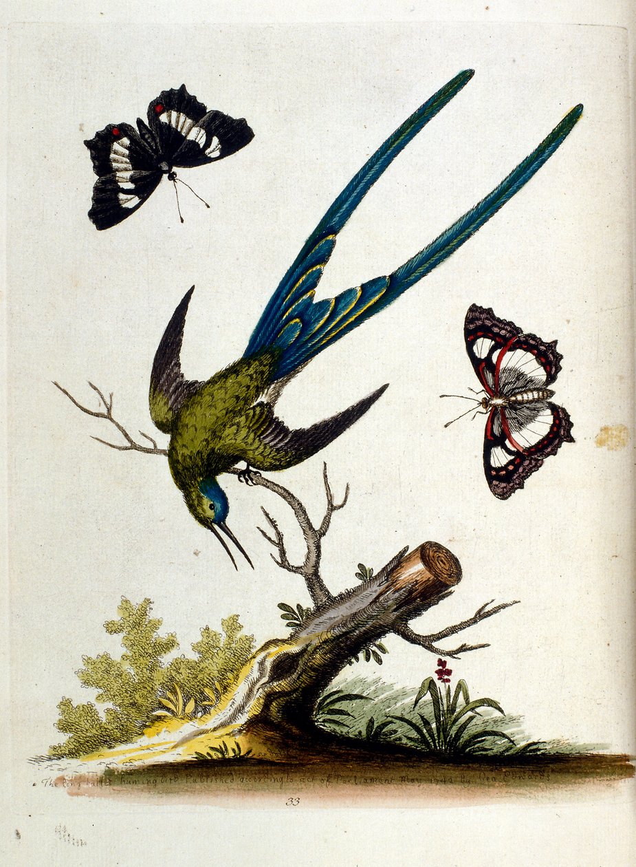 Ilustração a aguarela de um livro sobre aves raras de G Edwards, 1750. George Edwards (1694-1773) foi um naturalista e ornitólogo britânico. Viajou muito pela Europa, estudando a história natural e as aves em particular. Ganhou algum reconhecimento de George Edwards