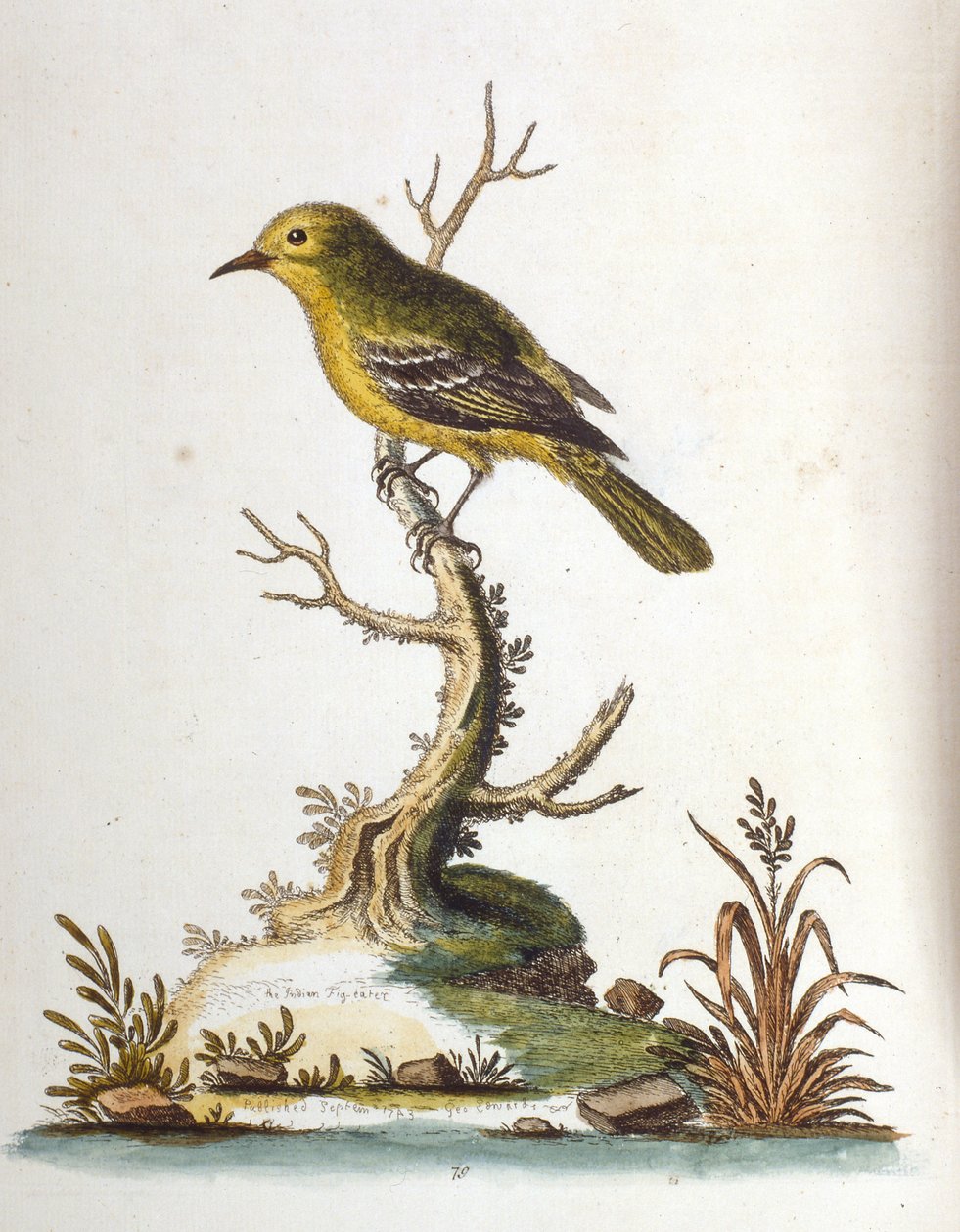 Ilustração a aguarela de um livro sobre aves raras de G Edwards, 1750. George Edwards (1694-1773) foi um naturalista e ornitólogo britânico. Viajou muito pela Europa, estudando a história natural e as aves em particular. Ganhou algum reconhecimento de George Edwards