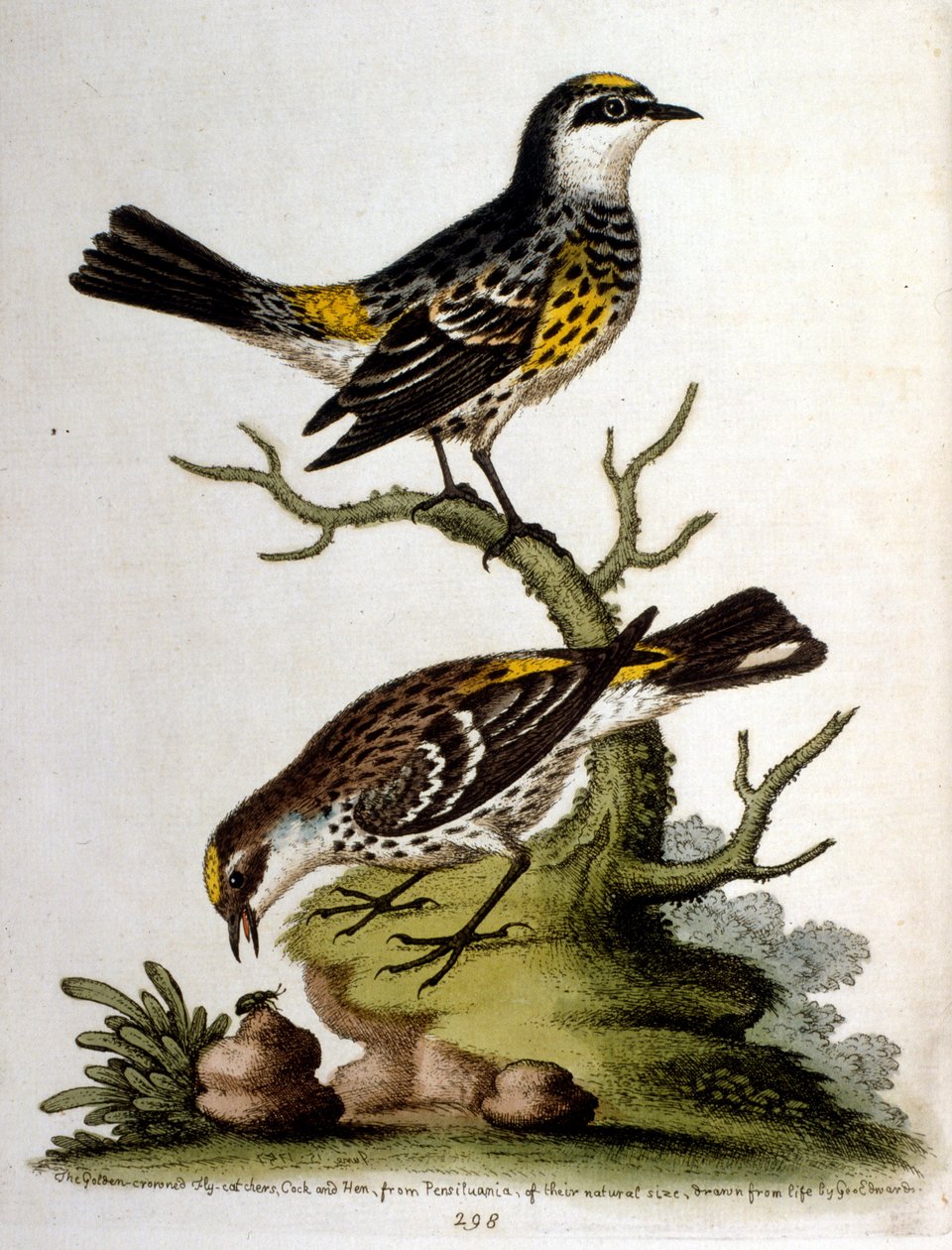 Ilustração a aguarela de um livro sobre aves raras de G Edwards, 1750. George Edwards (1694-1773) foi um naturalista e ornitólogo britânico. Viajou muito pela Europa, estudando a história natural e as aves em particular. Ganhou algum reconhecimento de George Edwards