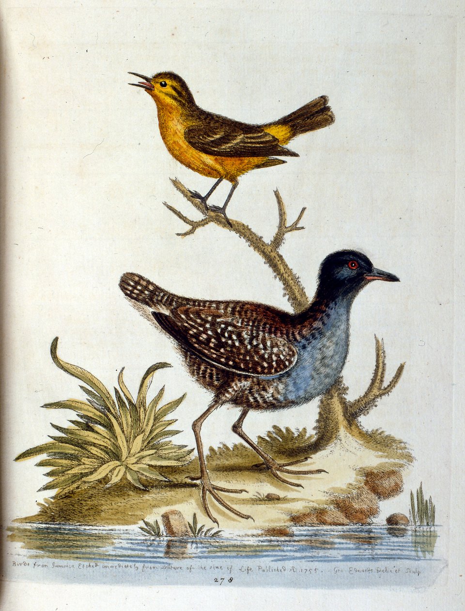 Ilustração a aguarela de um livro sobre aves raras de G Edwards, 1750. George Edwards (1694-1773) foi um naturalista e ornitólogo britânico. Viajou muito pela Europa, estudando a história natural e as aves em particular. Ganhou algum reconhecimento de George Edwards