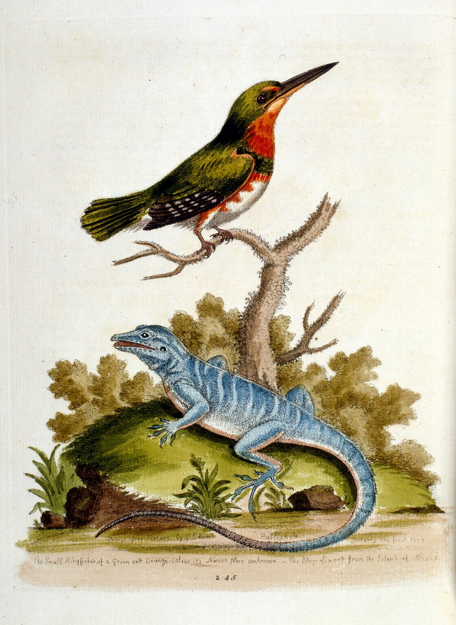 Ilustração a aguarela de um livro sobre aves raras de G Edwards, 1750. George Edwards (1694-1773) foi um naturalista e ornitólogo britânico. Viajou muito pela Europa, estudando a história natural e as aves em particular. Ganhou algum reconhecimento de George Edwards