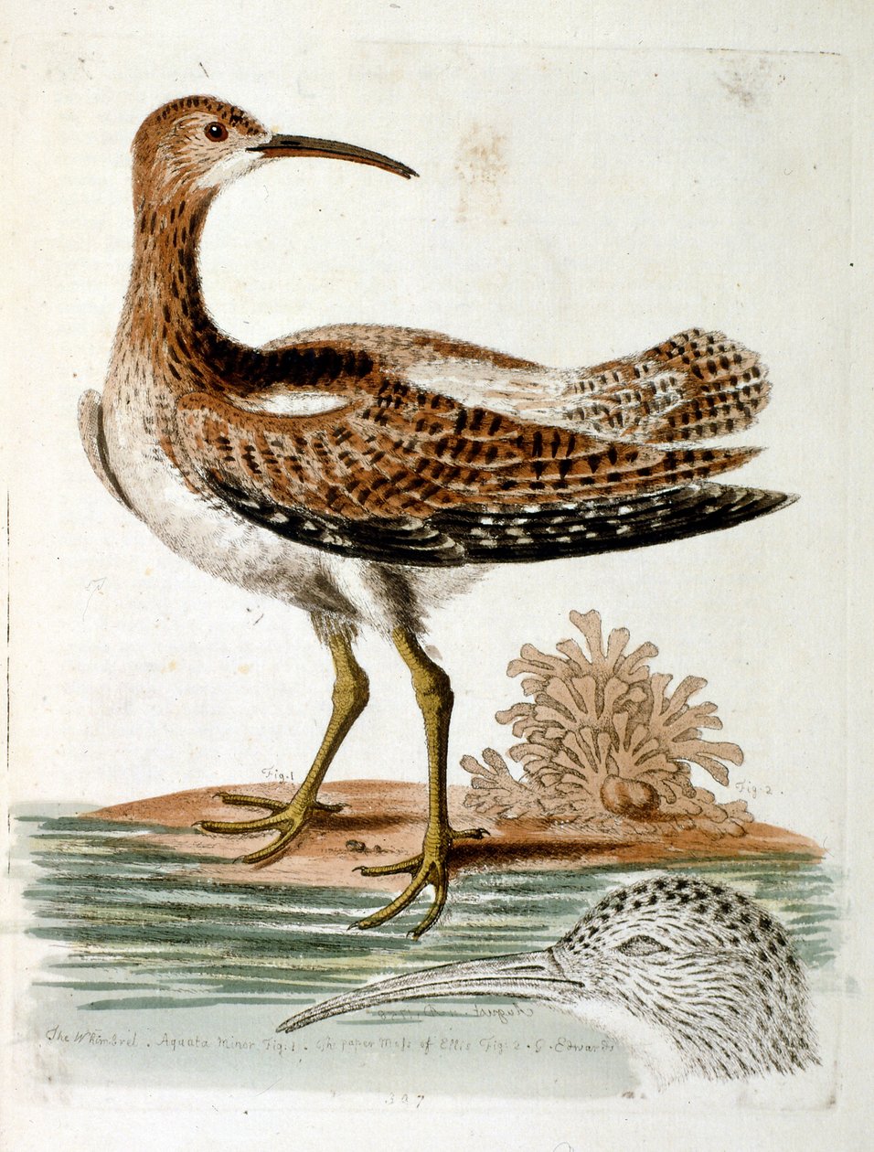 Ilustração a aguarela de um livro sobre aves raras de G Edwards, 1750. George Edwards (1694-1773) foi um naturalista e ornitólogo britânico. Viajou muito pela Europa, estudando a história natural e as aves em particular. Ganhou algum reconhecimento de George Edwards