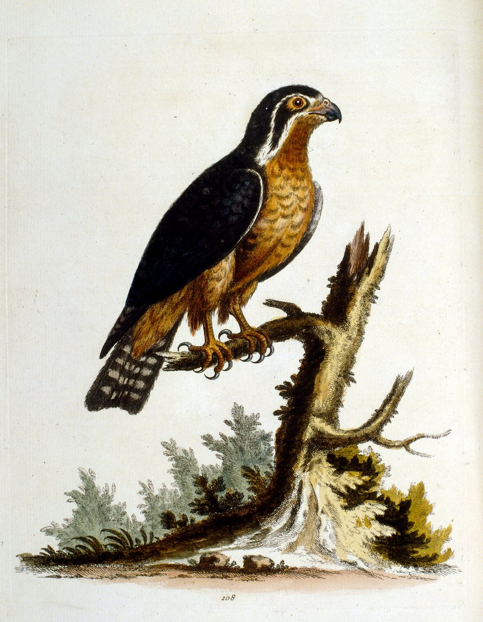 Ilustração a aguarela de um livro sobre aves raras de G Edwards, 1750. George Edwards (1694-1773) foi um naturalista e ornitólogo britânico. Viajou muito pela Europa, estudando a história natural e as aves em particular. Ganhou algum reconhecimento de George Edwards