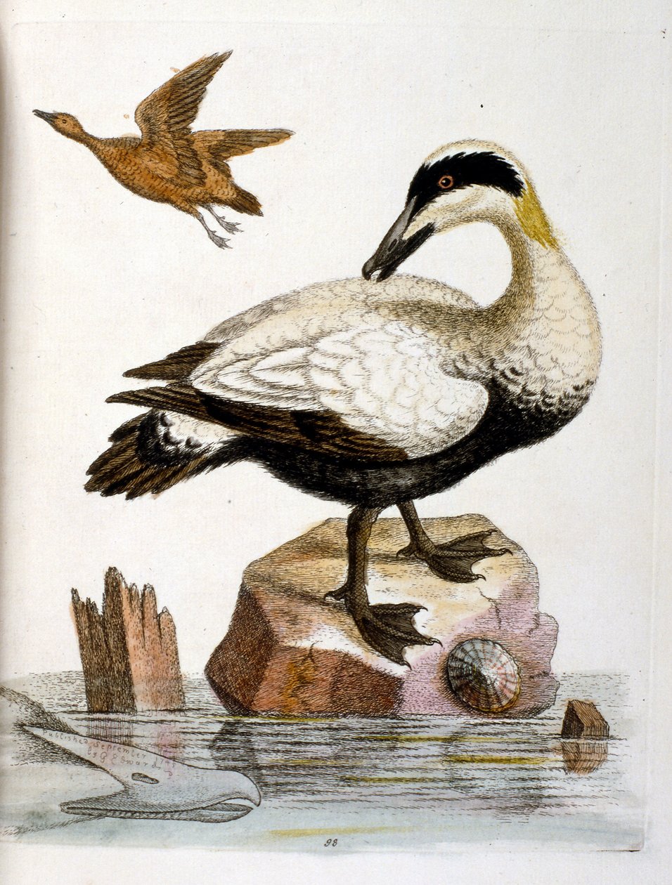 Ilustração a aguarela de um livro sobre aves raras de G Edwards, 1750. George Edwards (1694-1773) foi um naturalista e ornitólogo britânico. Viajou muito pela Europa, estudando a história natural e as aves em particular. Ganhou algum reconhecimento de George Edwards