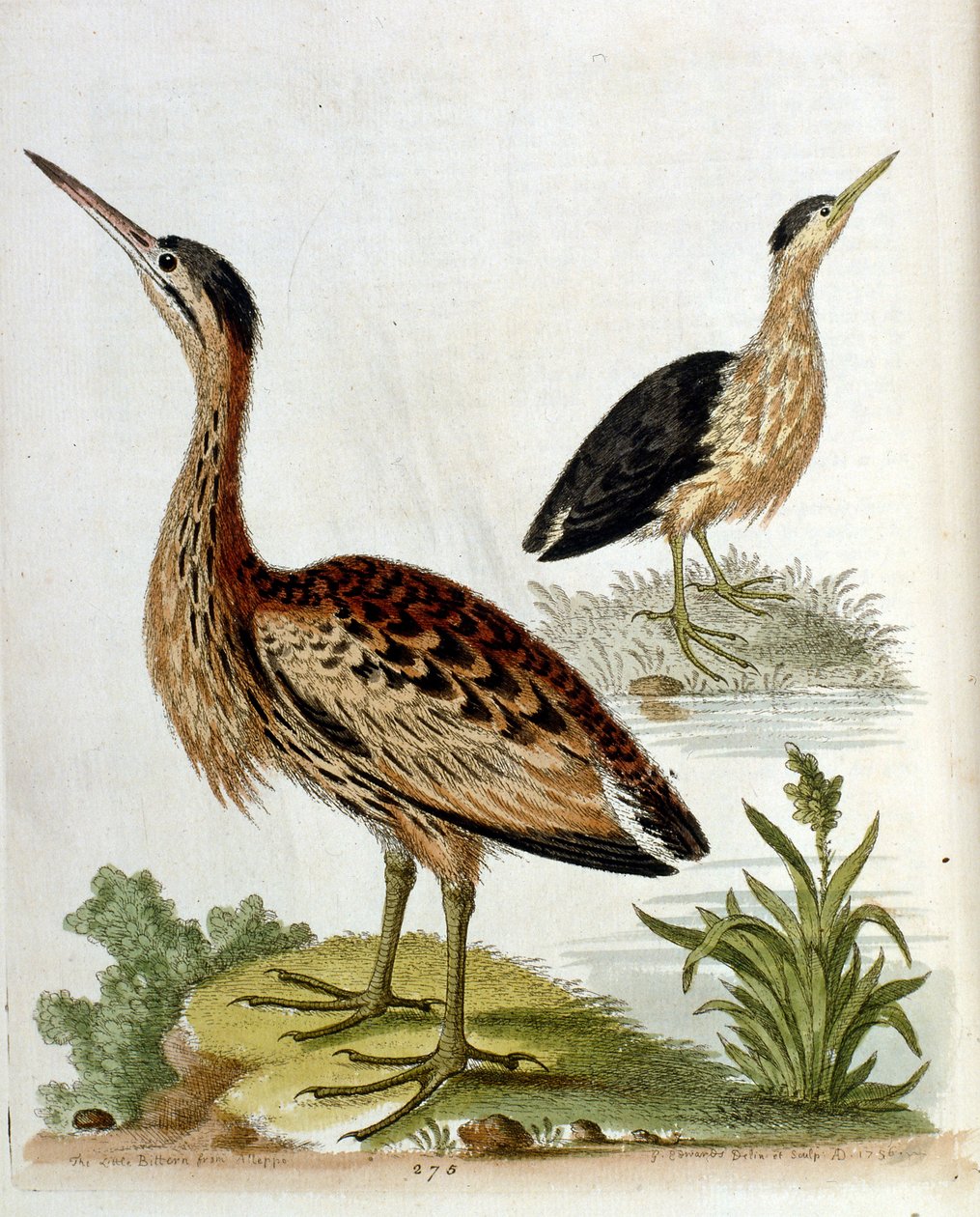 Ilustração a aguarela de um livro sobre aves raras de G Edwards, 1750. George Edwards (1694-1773) foi um naturalista e ornitólogo britânico. Viajou muito pela Europa, estudando a história natural e as aves em particular. Ganhou algum reconhecimento de George Edwards