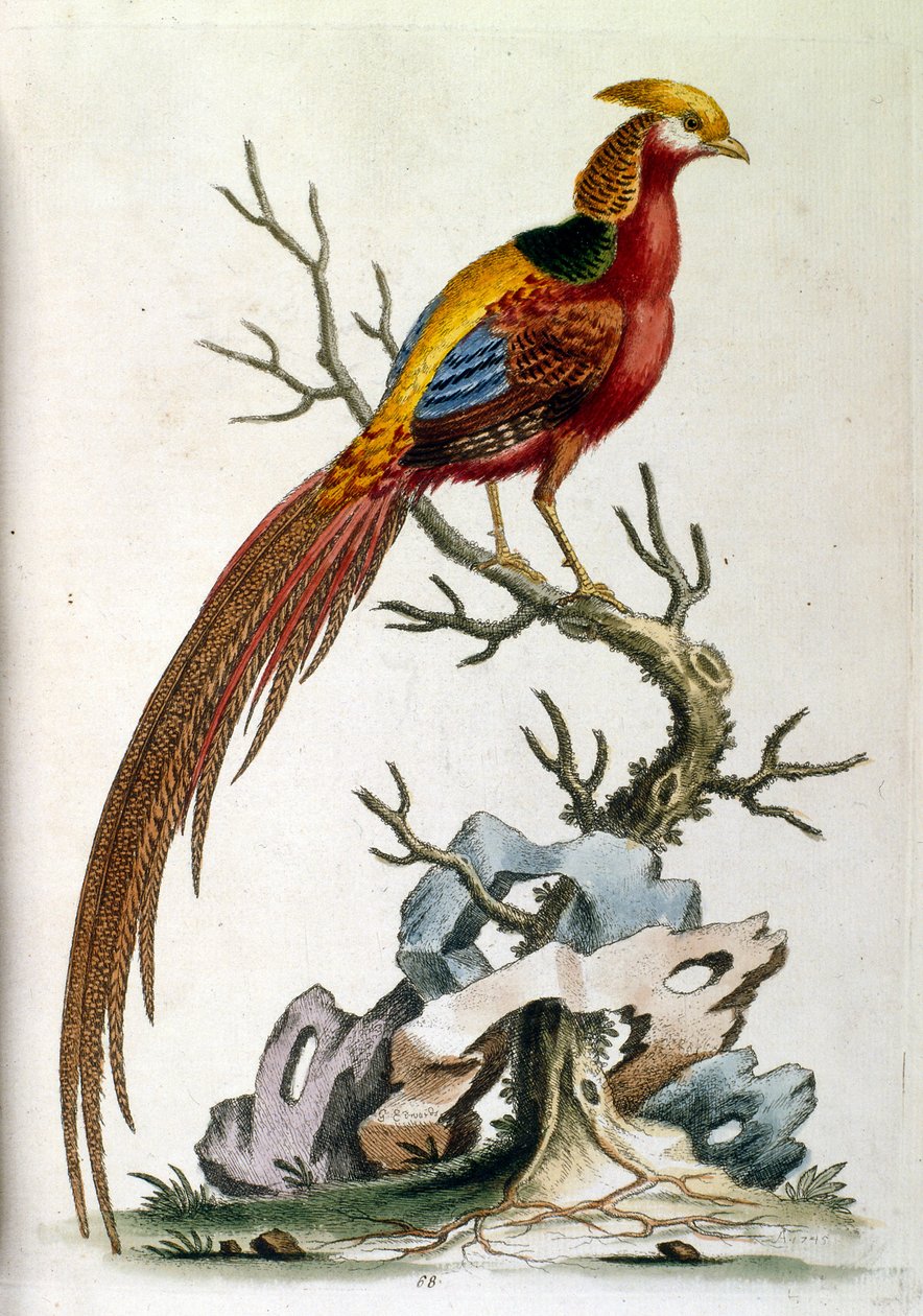 Ilustração a aguarela de um livro sobre aves raras de G Edwards, 1750. George Edwards (1694-1773) foi um naturalista e ornitólogo britânico. Viajou muito pela Europa, estudando a história natural e as aves em particular. Ganhou algum reconhecimento de George Edwards
