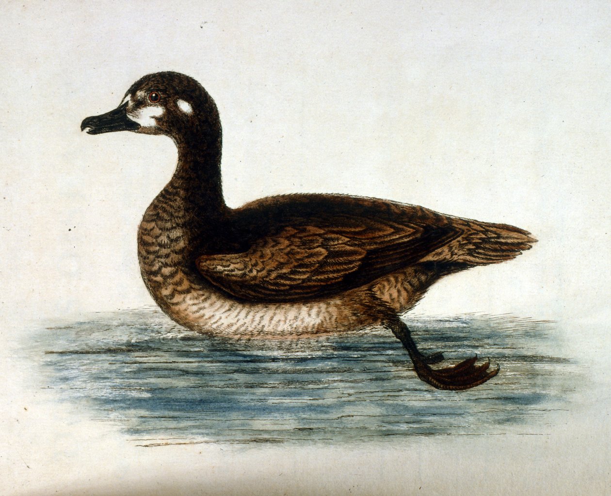 Ilustração a aguarela de um livro sobre aves raras de G Edwards, 1750. George Edwards (1694-1773) foi um naturalista e ornitólogo britânico. Viajou muito pela Europa, estudando a história natural e as aves em particular. Ganhou algum reconhecimento de George Edwards