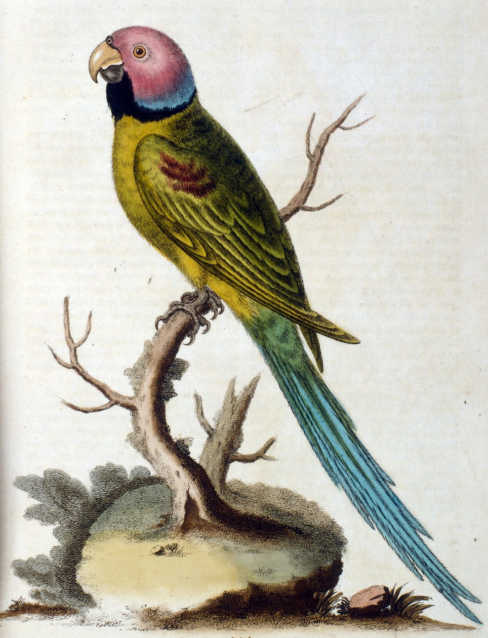 Ilustração a aguarela de um livro sobre aves raras de G Edwards, 1750. George Edwards (1694-1773) foi um naturalista e ornitólogo britânico. Viajou muito pela Europa, estudando a história natural e as aves em particular. Ganhou algum reconhecimento de George Edwards
