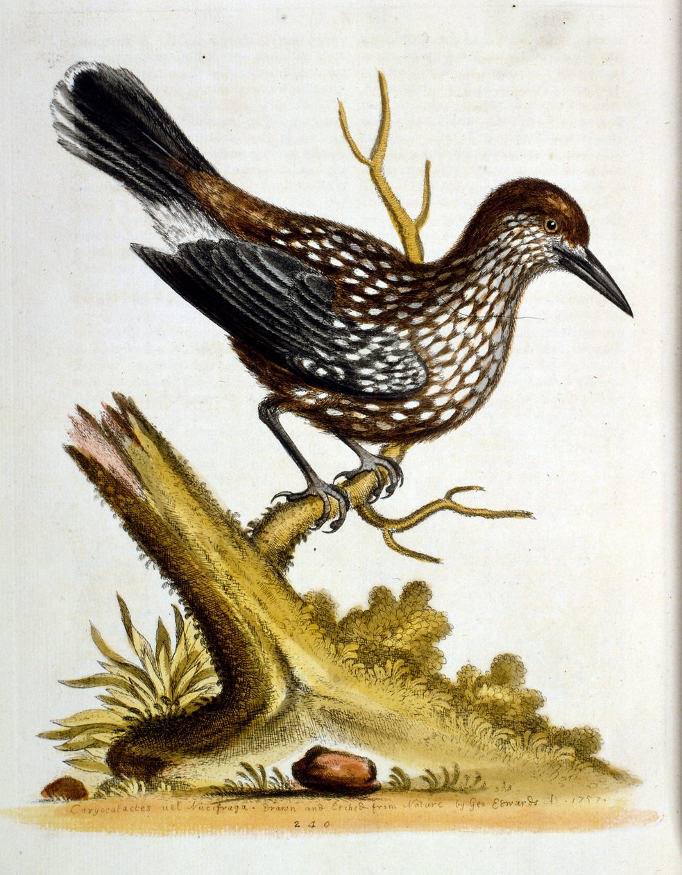 Ilustração a aguarela de um livro sobre aves raras de G Edwards, 1750. George Edwards (1694-1773) foi um naturalista e ornitólogo britânico. Viajou muito pela Europa, estudando a história natural e as aves em particular. Ganhou algum reconhecimento de George Edwards