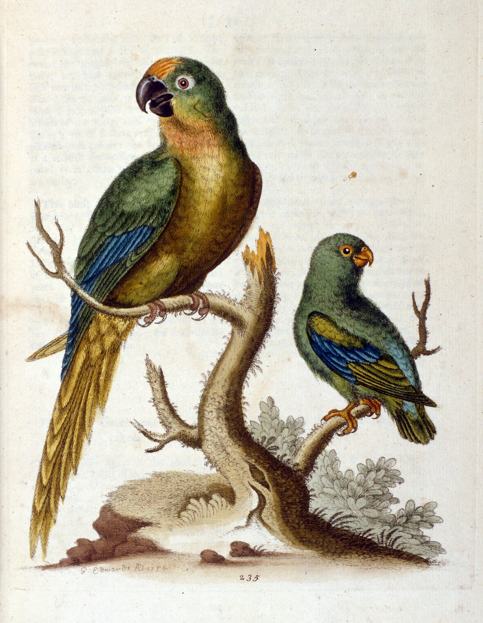 Ilustração a aguarela de um livro sobre aves raras de G Edwards, 1750. George Edwards (1694-1773) foi um naturalista e ornitólogo britânico. Viajou muito pela Europa, estudando a história natural e as aves em particular. Ganhou algum reconhecimento de George Edwards