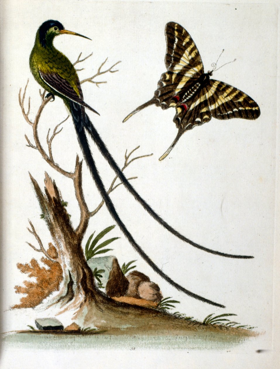 Ilustração a aguarela de um livro sobre aves raras de G Edwards, 1750. George Edwards (1694-1773) foi um naturalista e ornitólogo britânico. Viajou muito pela Europa, estudando a história natural e as aves em particular. Ganhou algum reconhecimento de George Edwards