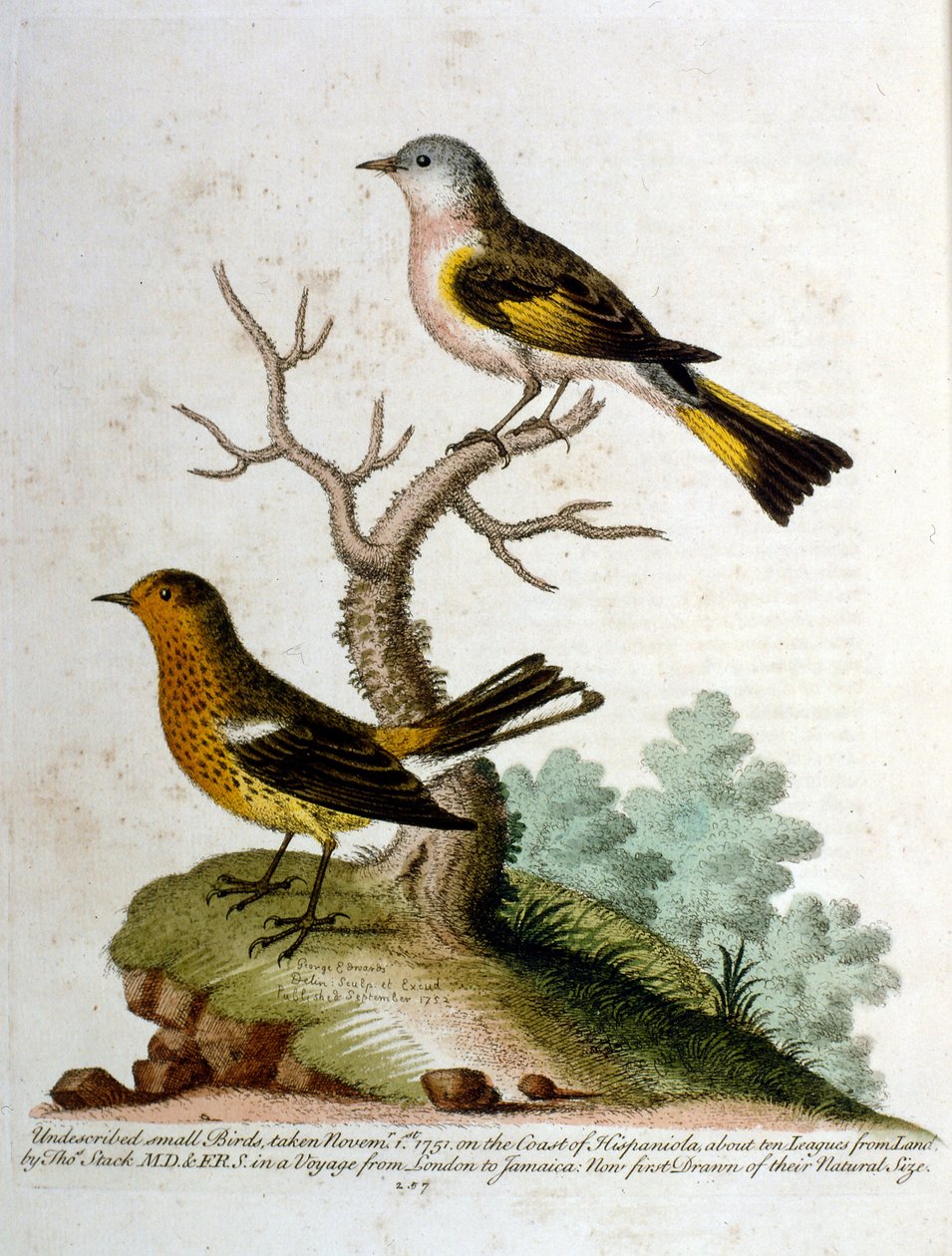 Ilustração a aguarela de um livro sobre aves raras de G Edwards, 1750. George Edwards (1694-1773) foi um naturalista e ornitólogo britânico. Viajou muito pela Europa, estudando a história natural e as aves em particular. Ganhou algum reconhecimento de George Edwards