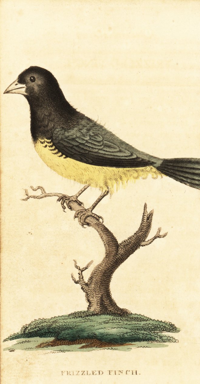 Semeador-de-barriga-amarela, Sporophila nigricollis.,1800 (gravura) de George Edwards