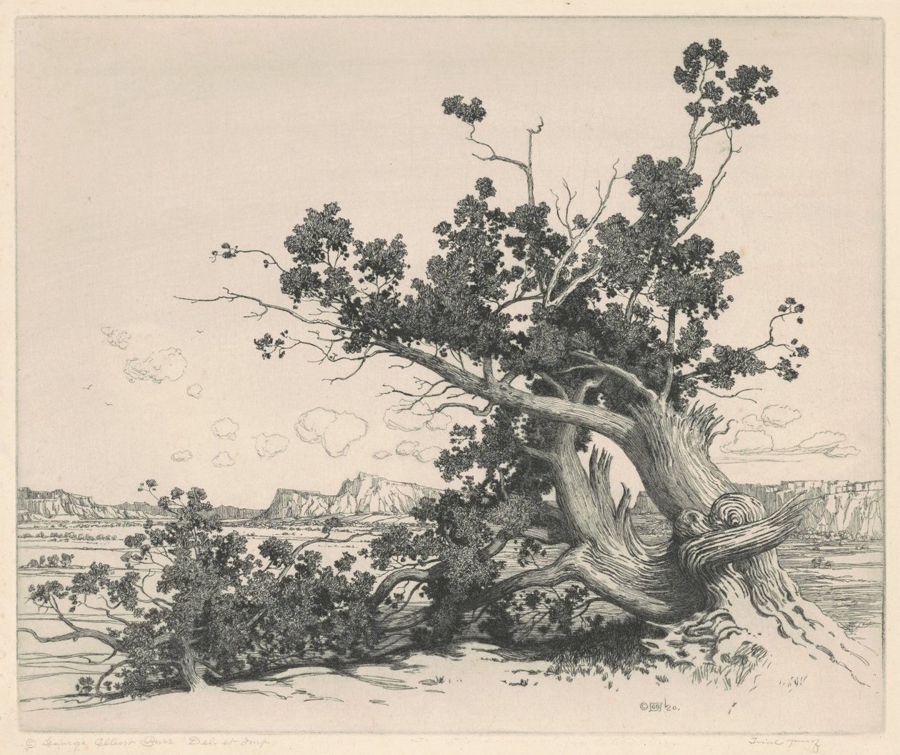 Cedros do deserto, Novo México de George Elbert Burr