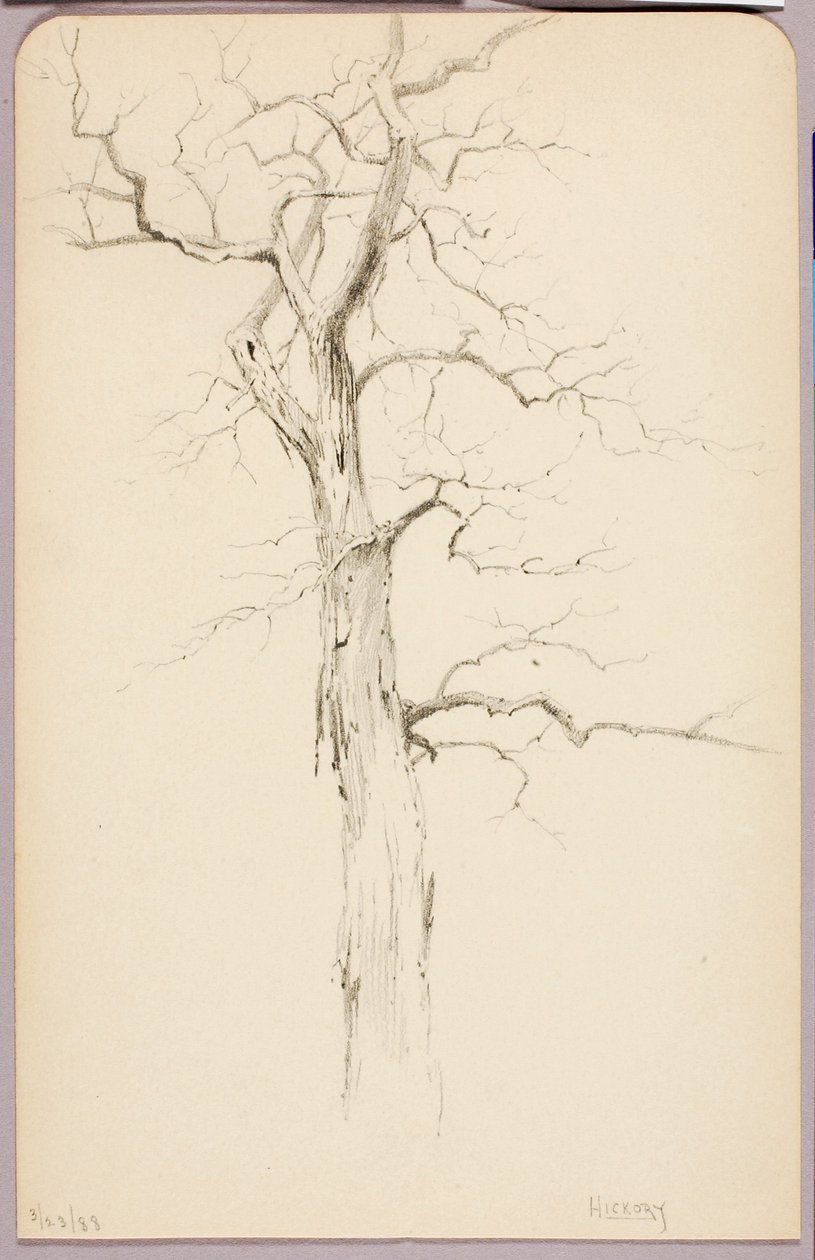 Nogueira de George Elbert Burr