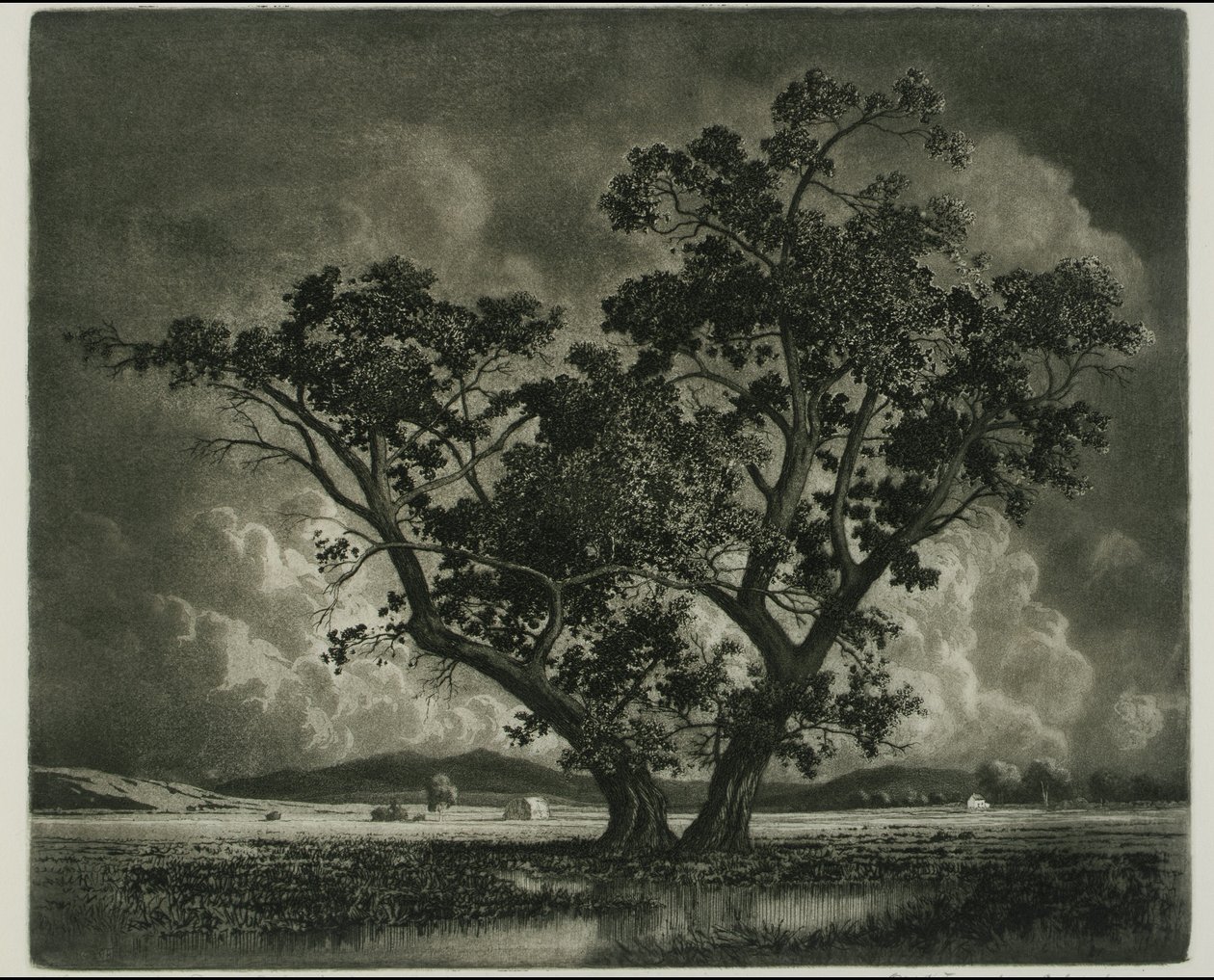 Old Cottonwoods, Colorado de George Elbert Burr