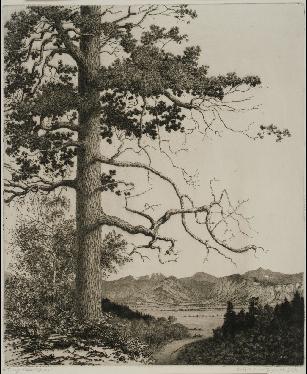 Old Pine, Estes Park de George Elbert Burr
