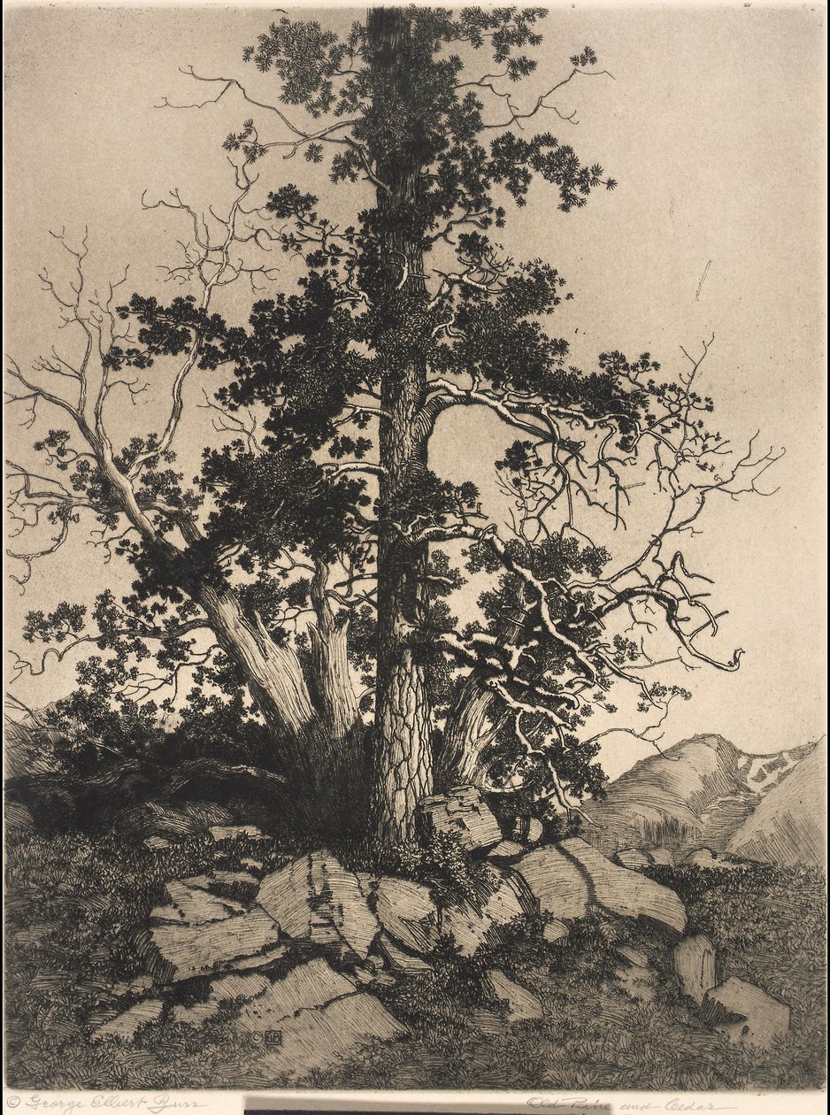 Pinheiro velho e cedro de George Elbert Burr