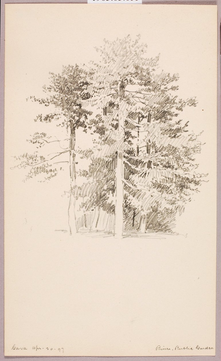 Pinheiros, Jardim Público de George Elbert Burr
